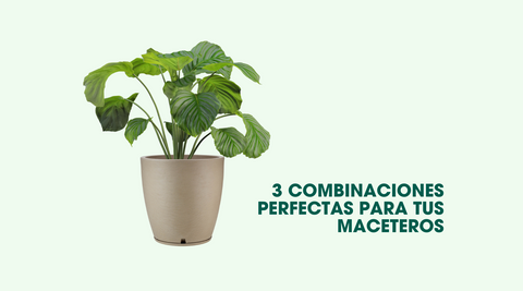 3 combinaciones perfectas para tus maceteros.