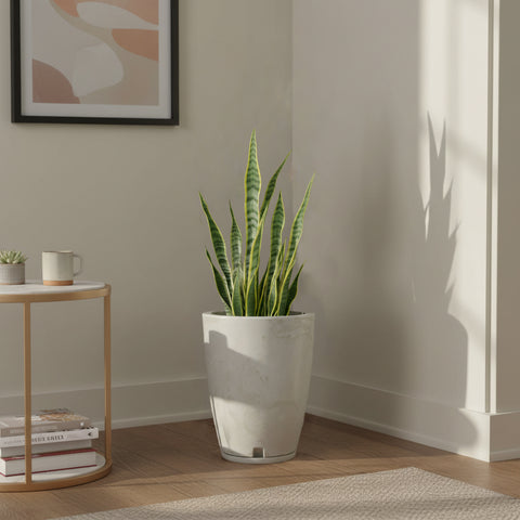 Macetero Amsterdam 29x44 (No Incluye Planta)