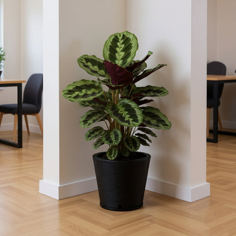 Macetero Genebra Ø34cm H35cm Polietileno Alta Densidad, incluye plato, sin planta